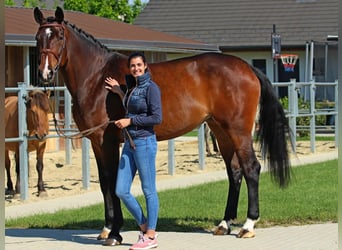 Hungarian Sport Horse, Mare, 8 years, 17,1 hh, Bay-Dark