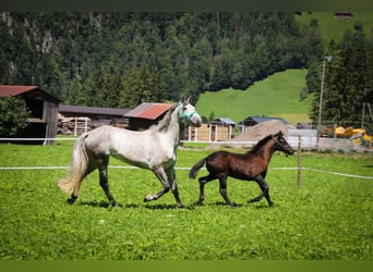 Hungarian Sport Horse, Mare, 8 years, 17,1 hh, Grey-Dapple
