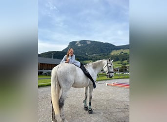 Hungarian Sport Horse, Mare, 8 years, 17,1 hh, Grey-Dapple
