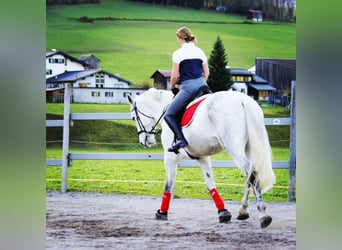 Hungarian Sport Horse, Mare, 8 years, 17,1 hh, Grey-Dapple