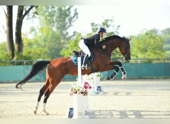 Hungarian Sport Horse, Mare, 8 years, 18 hh, Bay