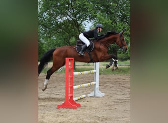 Hungarian Sport Horse, Mare, 8 years, 18 hh, Bay