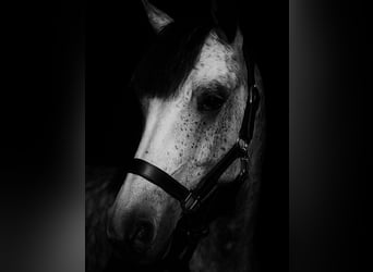 Hungarian Sport Horse, Mare, 9 years, 13,1 hh, Grey-Dapple