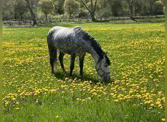 Hungarian Sport Horse, Mare, 9 years, 13,1 hh, Grey-Dapple