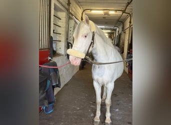 Hungarian Sport Horse, Mare, 9 years, 13,1 hh, Pinto
