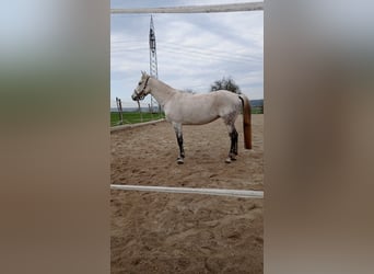 Hungarian Sport Horse Mix, Mare, 9 years, 14.2 hh