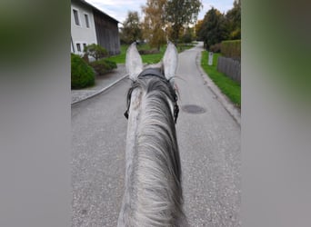 Hungarian Sport Horse Mix, Mare, 9 years, 14,2 hh, Grey-Dapple