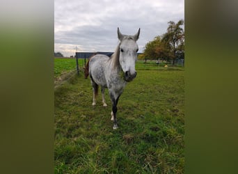 Hungarian Sport Horse Mix, Mare, 9 years, 14,2 hh, Grey-Dapple