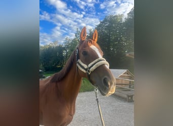 Hungarian Sport Horse, Mare, 9 years, 15.2 hh, Chestnut-Red