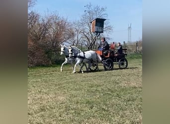 Hungarian Sport Horse, Mare, 9 years, 15.2 hh, White