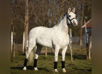 Hungarian Sport Horse, Mare, 9 years, 15,2 hh, White