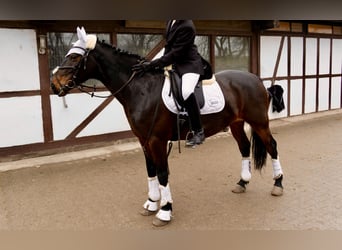 Hungarian Sport Horse, Mare, 9 years, 15.3 hh, Bay-Dark
