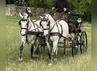 Hungarian Sport Horse, Mare, 9 years, 15 hh, Grey