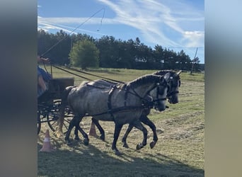 Hungarian Sport Horse, Mare, 9 years, 15 hh, Grey