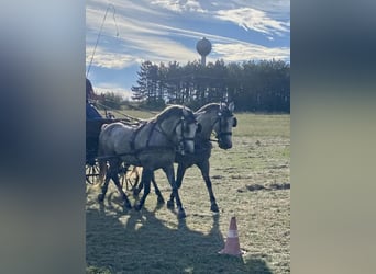 Hungarian Sport Horse, Mare, 9 years, 15 hh, Grey