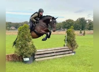 Hungarian Sport Horse, Mare, 9 years, 15,1 hh, Bay-Dark