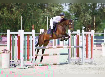 Hungarian Sport Horse, Mare, 9 years, 16.1 hh, Bay-Dark