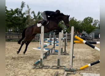 Hungarian Sport Horse, Mare, 9 years, 16.1 hh, Bay-Dark