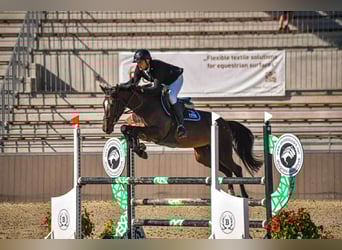 Hungarian Sport Horse, Mare, 9 years, 16.1 hh, Bay-Dark