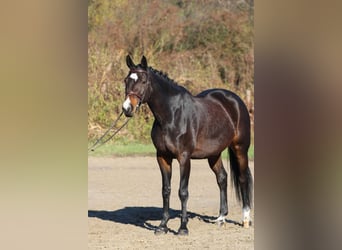 Hungarian Sport Horse, Mare, 9 years, 16.2 hh, Bay-Dark
