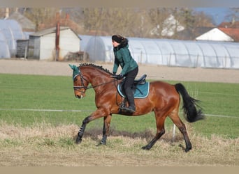 Hungarian Sport Horse, Mare, 9 years, 16.2 hh, Bay