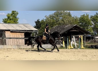 Hungarian Sport Horse, Mare, 9 years, 16 hh, Brown