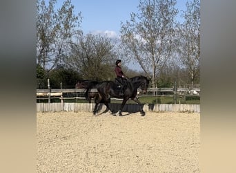 Hungarian Sport Horse, Mare, 9 years, 16 hh, Brown