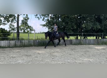 Hungarian Sport Horse, Mare, 9 years, 16 hh, Brown