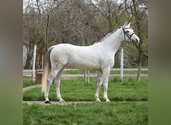 Hungarian Sport Horse, Mare, 9 years, 16 hh, Dun