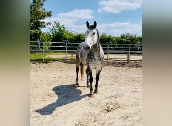 Hungarian Sport Horse Mix, Mare, 9 years, 16 hh, Gray-Dapple