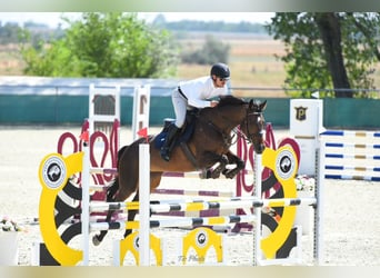 Hungarian Sport Horse, Mare, 9 years, 16,1 hh, Bay-Dark