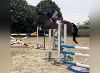 Hungarian Sport Horse, Mare, 9 years, 16,1 hh, Bay-Dark