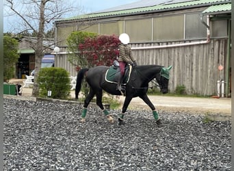 Hungarian Sport Horse, Mare, 9 years, 16,1 hh, Black