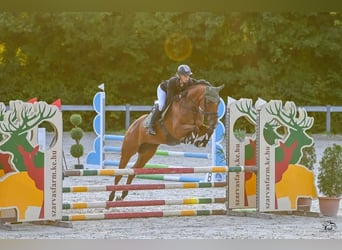 Hungarian Sport Horse, Mare, 9 years, 16,1 hh, Brown