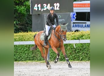 Hungarian Sport Horse, Mare, 9 years, 16,1 hh, Brown