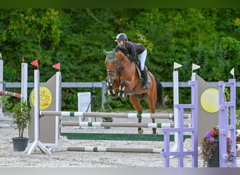 Hungarian Sport Horse, Mare, 9 years, 16,1 hh, Brown