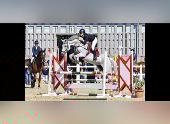 Hungarian Sport Horse, Mare, 9 years, 16,2 hh, Grey