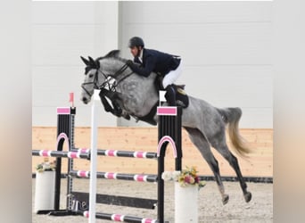 Hungarian Sport Horse, Mare, 9 years, 16,2 hh, Grey