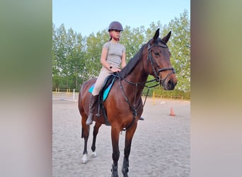 Hungarian Sport Horse, Mare, 9 years, 17 hh, Brown-Light