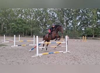 Hungarian Sport Horse, Mare, 9 years, 17 hh, Brown-Light