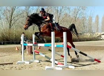 Hungarian Sport Horse, Mare, 9 years, 17 hh, Brown-Light