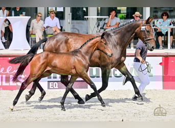 Hungarian Sport Horse, Mare, Foal (04/2025), Bay