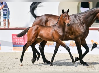 Hungarian Sport Horse, Mare, Foal (04/2025), Bay