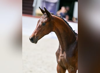 Hungarian Sport Horse, Mare, Foal (04/2025), Bay