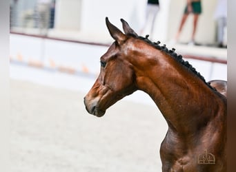 Hungarian Sport Horse, Mare, Foal (04/2025), Bay