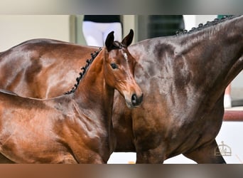 Hungarian Sport Horse, Mare, Foal (04/2025), Bay