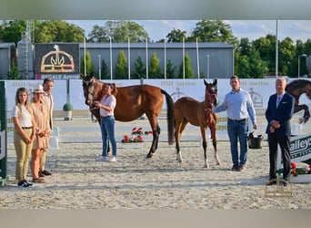 Hungarian Sport Horse, Mare, Foal (04/2025), Bay