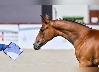 Hungarian Sport Horse, Mare, Foal (04/2025), Bay