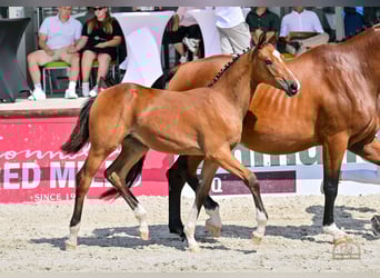Hungarian Sport Horse, Mare, Foal (04/2025), Bay