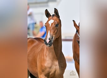 Hungarian Sport Horse, Mare, Foal (04/2025), Bay